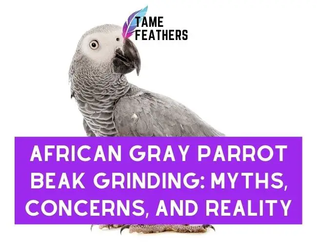 African Grey Beak Grinding: Myths, Concerns, and Reality