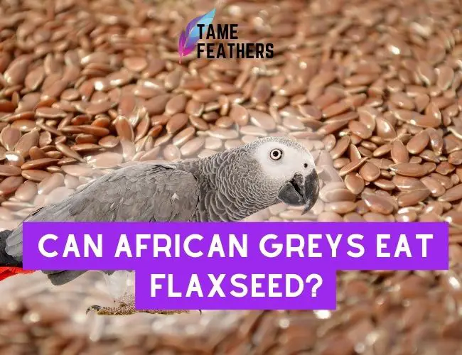 Can African Gray Parrots Eat Flaxseed?