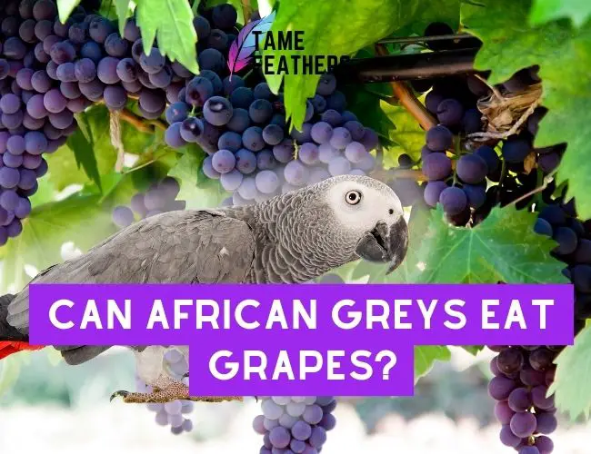 Can African Greys Eat Grapes? Feeding Facts You NEED To Know