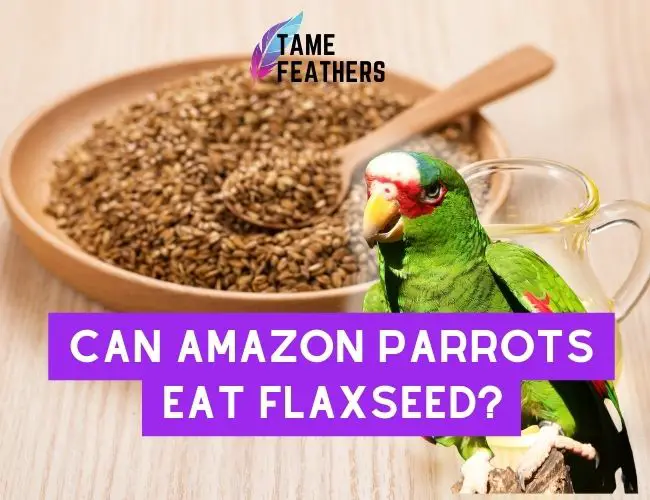 Can Amazon Parrots Eat Flaxseed?