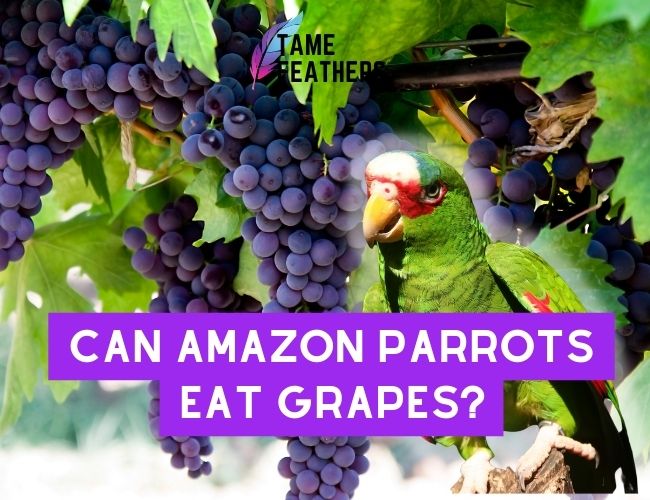 Can Amazon Parrots Eat Grapes? Feeding Facts You NEED To Know