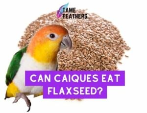 Can Caiques Eat Flaxseed?