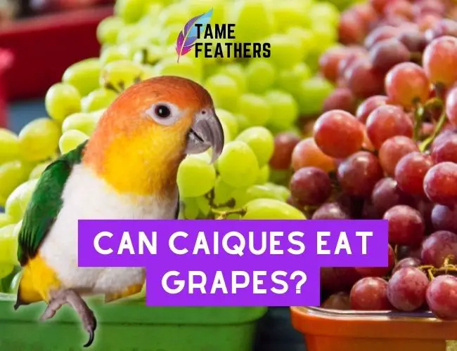 Can Caiques Eat Grapes? Feeding Facts You NEED To Know