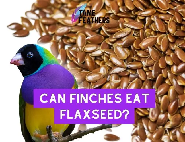 Can Finches Eat Flaxseed?