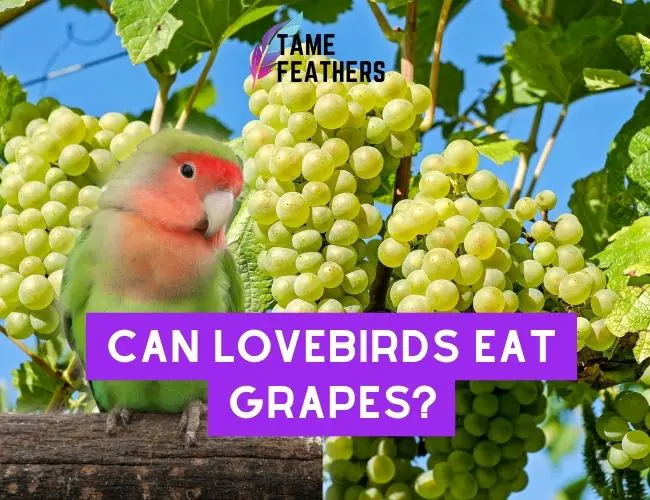 Can Lovebirds Eat Grapes? Feeding Facts You NEED To Know