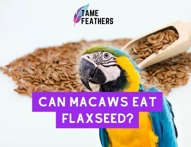 Can Macaws Eat Flaxseed?