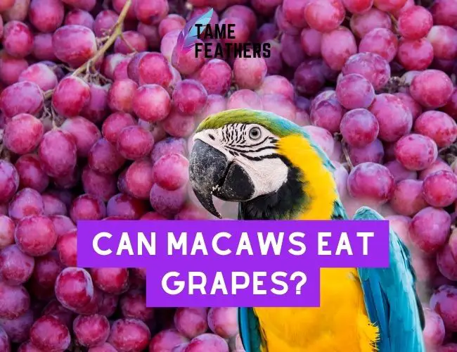 Can Macaws Eat Grapes? Feeding Facts You NEED To Know