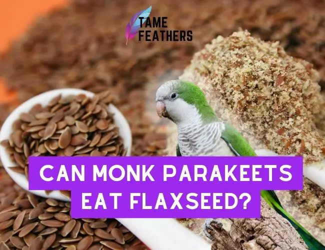 Can Monk Parakeets Eat Flaxseed?