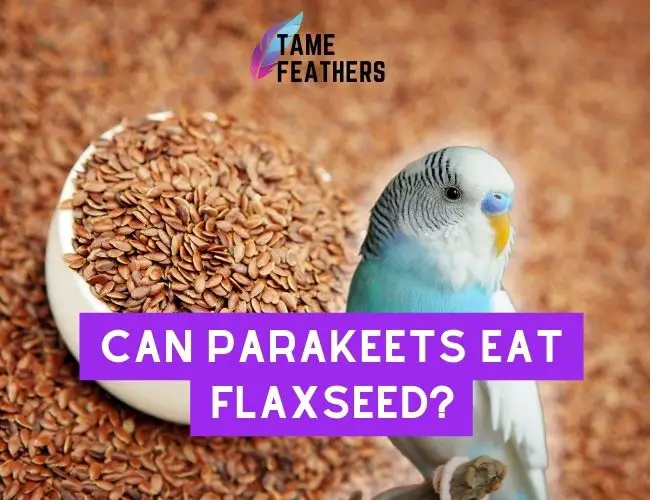 Can Parakeets Eat Flaxseed?