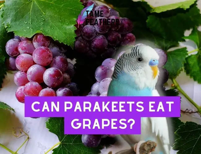 Can Parakeets Eat Grapes? Feeding Facts You NEED To Know