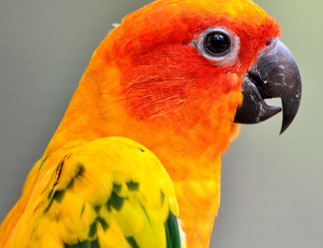Nutritional Benefits Of celery For Conures