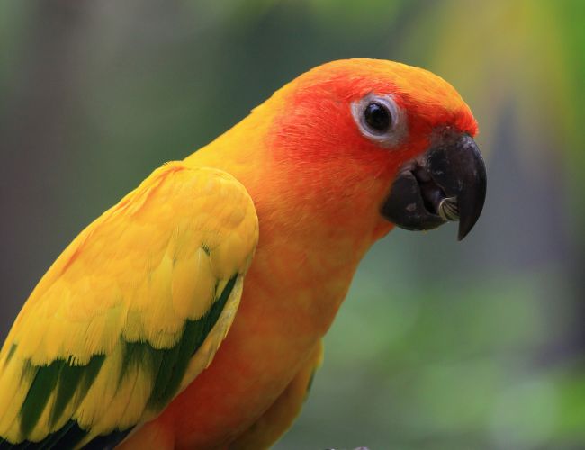 Are There Any Dangers Of Feeding melon To Conures?