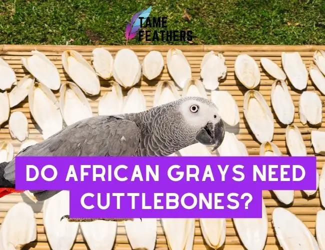 Do African Greys Need Cuttlebone?