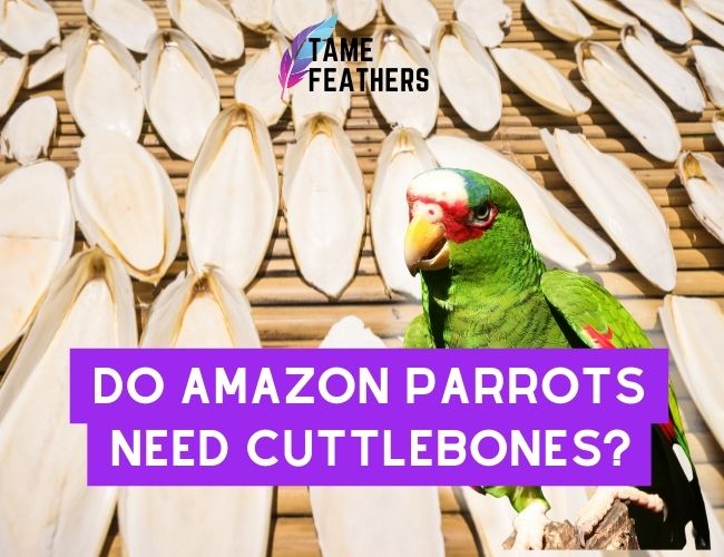 Do Amazon Parrots Need Cuttlebone?