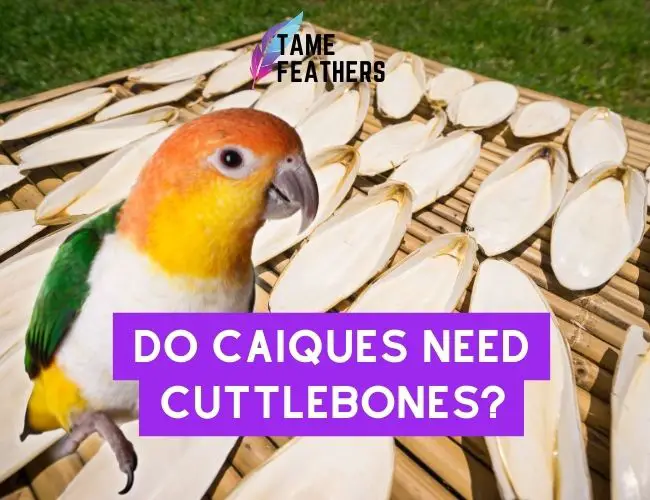Do Caiques Need Cuttlebone?