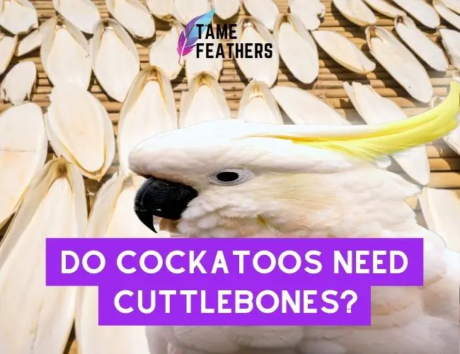 Do Cockatoos Need Cuttlebone?