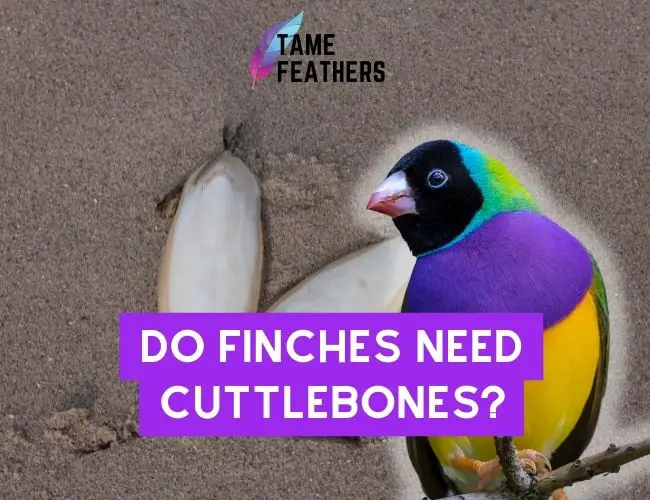 Do Finches Need Cuttlebone?