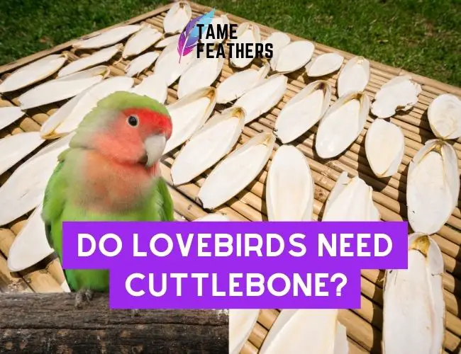 Do Lovebirds Need Cuttlebone?