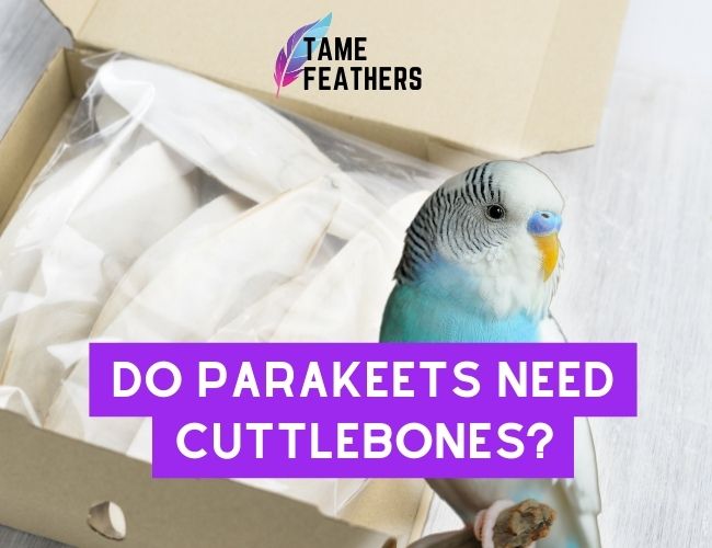 Do Parakeets Need Cuttlebone?