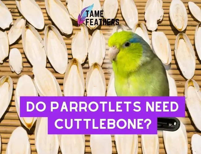 Do Parrotlets Need Cuttlebone?