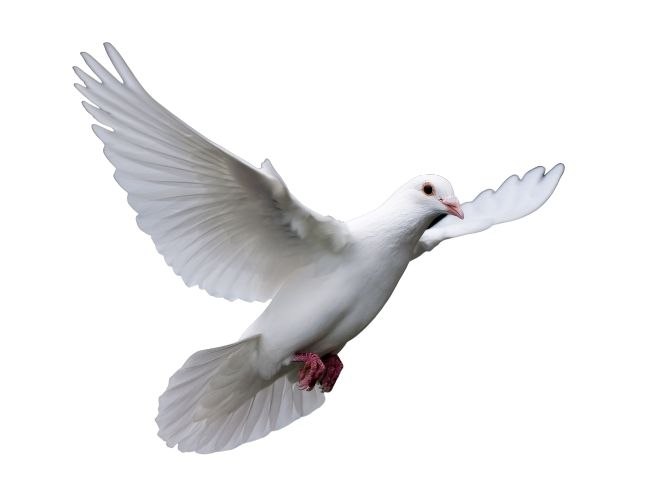 Dove Beak Grinding: Myths & Concerns