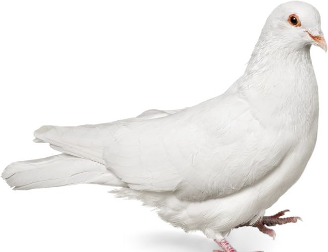 Dove Beak Grinding: What Is It?