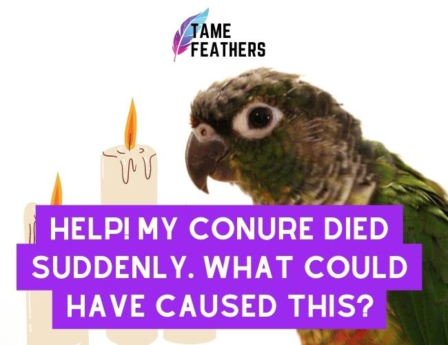 Help! My Conure Died Suddenly. What Could Have Caused This?