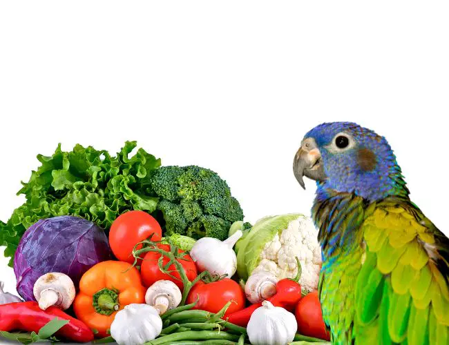 5 Homemade Baby Pionus Parrot Food Recipes