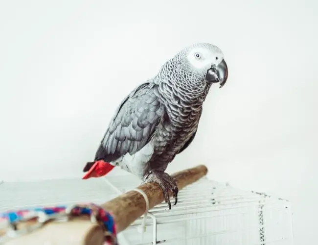 When African Gray Parrot Beak Grinding Is A Cause For Concern