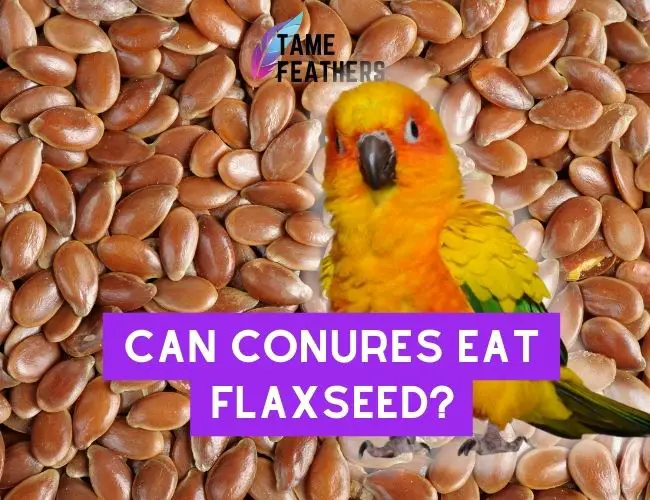 Can Conures Eat Flaxseed?