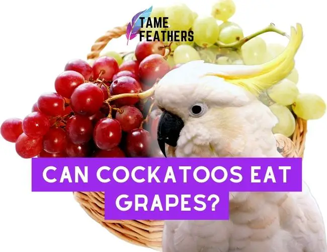 Can Cockatoos Eat Grapes? Feeding Facts You NEED To Know