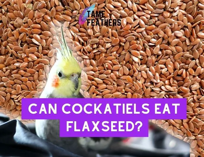 Can Cockatiels Eat Flaxseed?