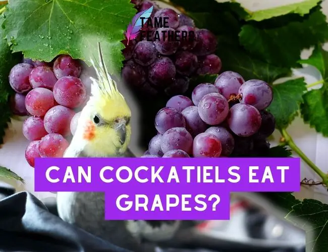 Can Cockatiels Eat Grapes? Feeding Facts You NEED To Know