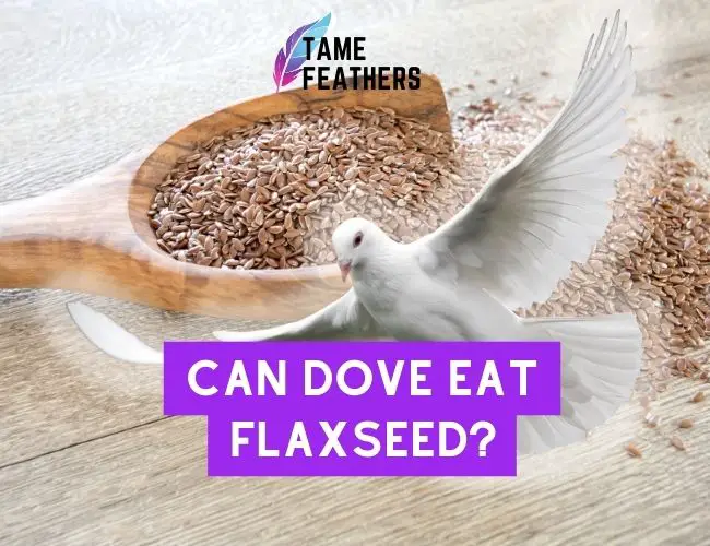 Can Doves Eat Flaxseed?