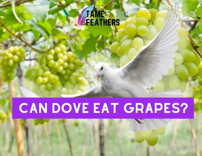 Can Doves Eat Grapes? Feeding Facts You NEED To Know
