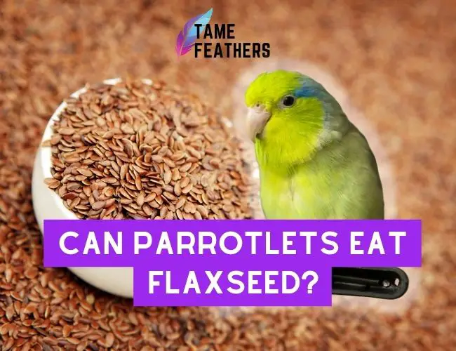 Can Parrotlets Eat Flaxseed?