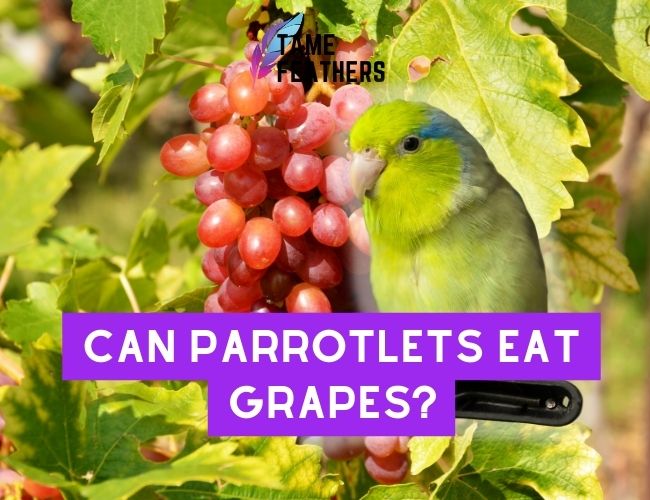 Can Parrotlets Eat Grapes? Feeding Facts You NEED To Know