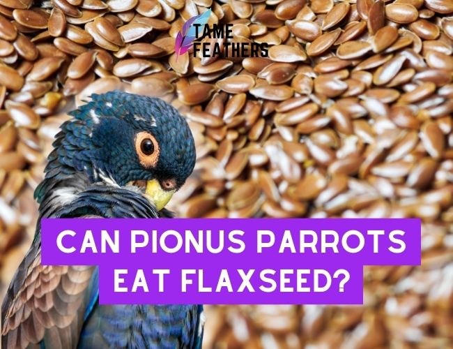 Can Pionus Parrots Eat Flaxseed?