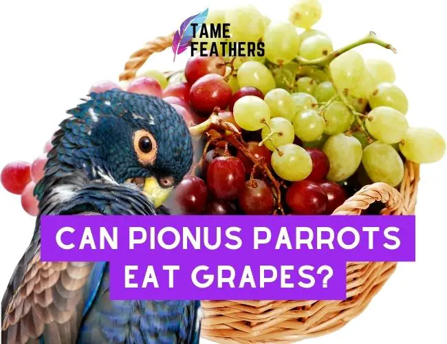 Can Pionus Parrots Eat Grapes? Feeding Facts You NEED To Know