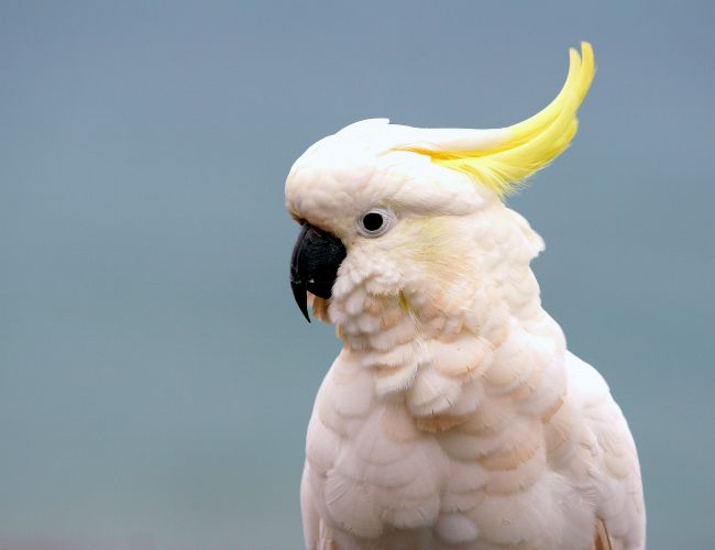 Cockatoo Beak Grinding: Myths & Concerns