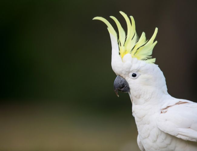 Cockatoo Beak Grinding: What Is It?