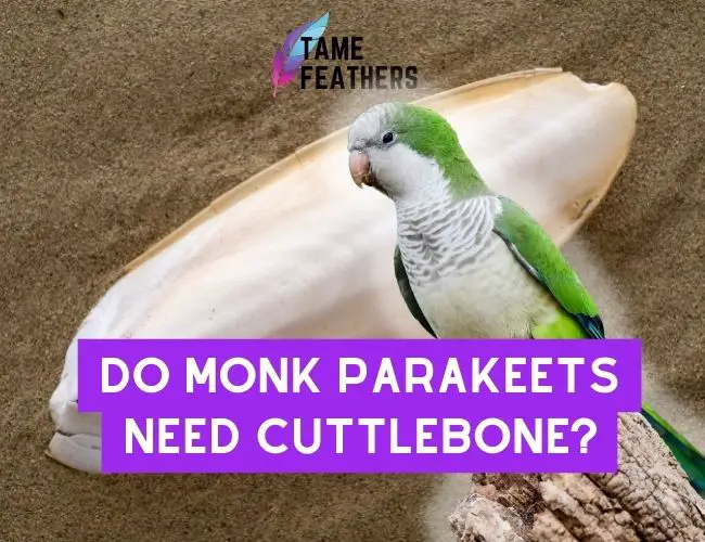 Do Monk Parakeets Need Cuttlebone?