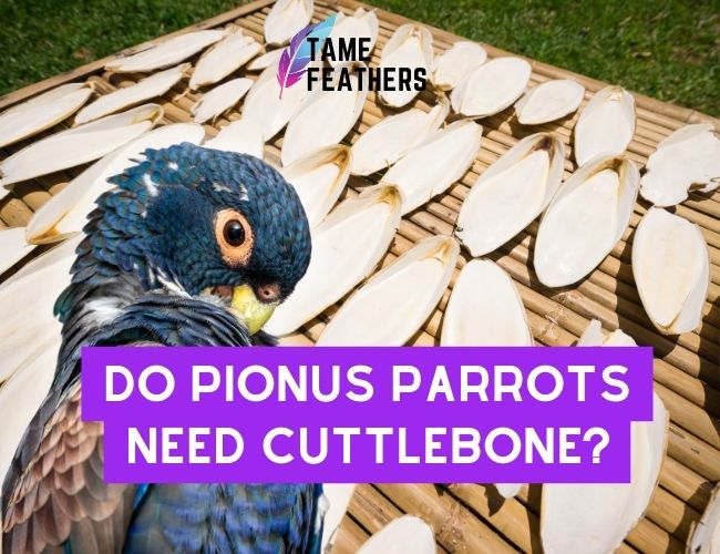 Do Pionus Parrots Need Cuttlebone?