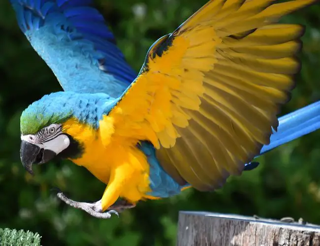Macaw Beak Grinding: Myths & Concerns