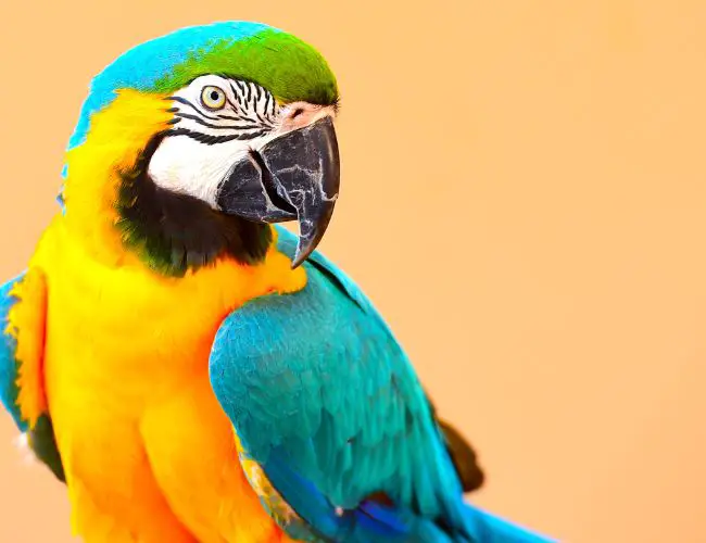 Macaw Beak Grinding: What Is It?