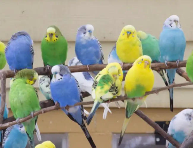 Parakeet Beak Grinding: Myths & Concerns
