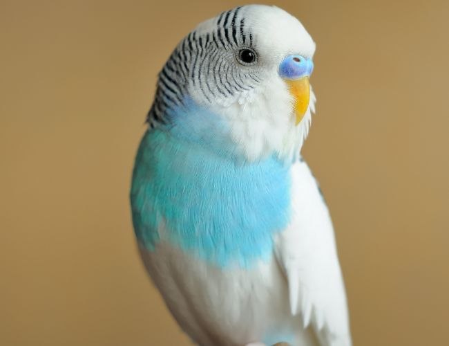 Parakeet Beak Grinding: What Is It?