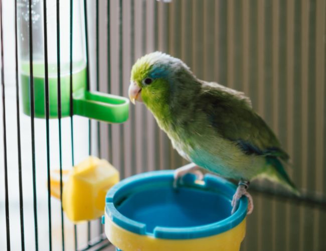 Parrotlet Beak Grinding: What Is It?