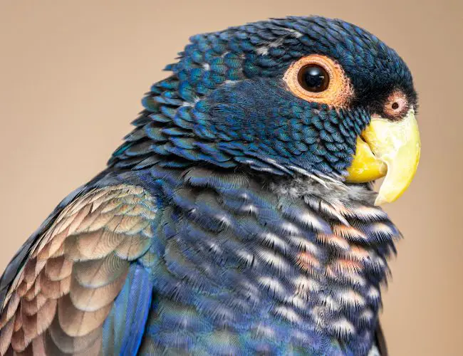Pionus Parrot Beak Grinding: Myths & Concerns