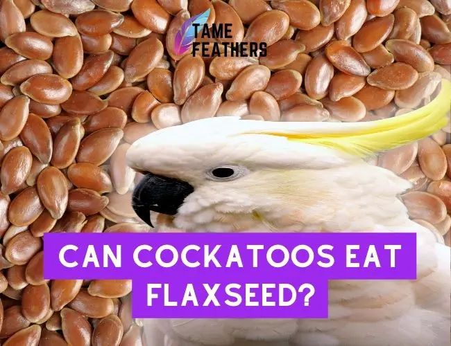 Can Cockatoos Eat Flaxseed?